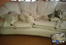 Tags: huskies, sleepy (Pict. in My r/AWW favs)