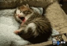 Tags: cute, kitten, tired (GIF in My r/AWW favs)