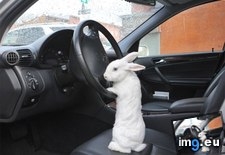 Tags: alice, car, explain, way (Pict. in My r/AWW favs)