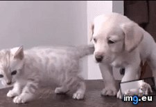 Tags: balance, restore (GIF in My r/AWW favs)