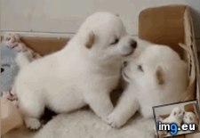 Tags: justpuppythings (GIF in My r/AWW favs)