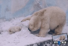 Tags: digging (GIF in My r/AWW favs)