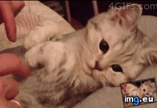 Tags: kitten, paws (GIF in My r/AWW favs)