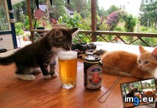 Tags: beer, develop, kitten, taste, worry (Pict. in My r/AWW favs)