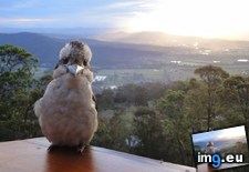 Tags: kookaburra (Pict. in My r/AWW favs)