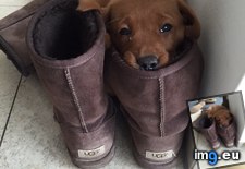 Tags: gfs, head, lab, puppy, resting, shoes (Pict. in My r/AWW favs)