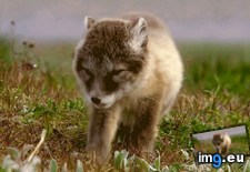 Tags: lazy, wolf (GIF in My r/AWW favs)