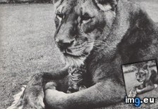 Tags: kitten, lioness (Pict. in My r/AWW favs)