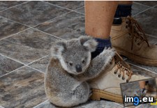 Tags: cute, hurts, literally (GIF in My r/AWW favs)