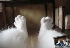 Tags: cat, knees (Pict. in My r/AWW favs)