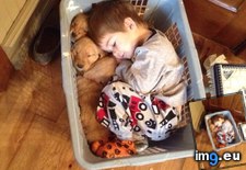 Tags: asleep, basket, fell, golden, guy, puppies, retriever (Pict. in My r/AWW favs)