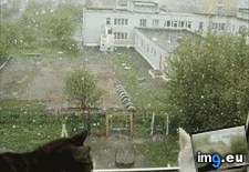 Tags: kisses (GIF in My r/AWW favs)