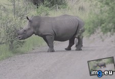 Tags: good, rhino, time (GIF in My r/AWW favs)