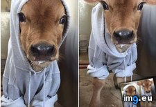 Tags: baby, barn, dairy, local, newest, picture, posted, warm (Pict. in My r/AWW favs)
