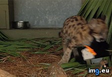 Tags: fearsome, fresh, kill, lucy, panther, place (GIF in My r/AWW favs)