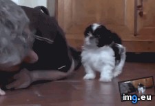 Tags: attacked, dog, man, squeamish, viciously (GIF in My r/AWW favs)