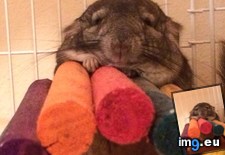 Tags: chinchilla, henry, meet (Pict. in My r/AWW favs)