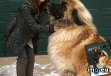 Tags: leonberger, meet, simba (Pict. in My r/AWW favs)