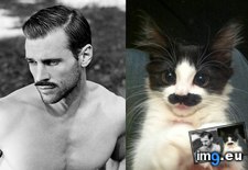 Tags: kittens, men (Pict. in My r/AWW favs)