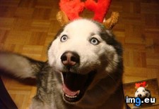 Tags: husky, mica, reindeer (Pict. in My r/AWW favs)
