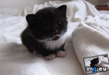 Tags: kitten, mitten (Pict. in My r/AWW favs)