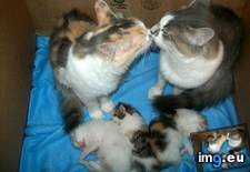 Tags: cat, daddy, kittens, mommy (Pict. in My r/AWW favs)