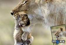 Tags: embarrassing, moms (Pict. in My r/AWW favs)