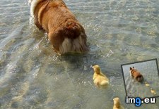Tags: corgi, ducklings, mother (Pict. in My r/AWW favs)