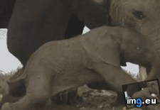 Tags: elephant, encourage, lays, mother, newborn, stand, yet (GIF in My r/AWW favs)