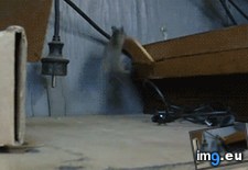 Tags: loot (GIF in My r/AWW favs)