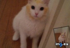 Tags: cat, empty, spaghettios, white (Pict. in My r/AWW favs)