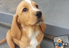 Tags: basador, basset, lab, puppy, short (Pict. in My r/AWW favs)