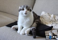 Tags: butt, cat, sits (Pict. in My r/AWW favs)