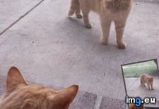 Tags: cat, doppelganger, visits (Pict. in My r/AWW favs)