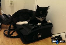 Tags: bag, cat, get, life, off, won, yet (Pict. in My r/AWW favs)