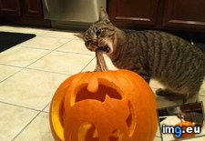 Tags: cat, loves, pumpkins (Pict. in My r/AWW favs)