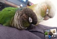 Tags: birds, chest, sleeping, space (Pict. in My r/AWW favs)