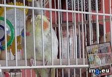 Tags: bell, cockatiel, hat, likes, wear (Pict. in My r/AWW favs)