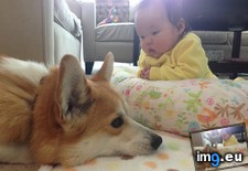 Tags: corgi, counseli, daughter, depressed, lie, likes, month, old, psychiatrist (Pict. in My r/AWW favs)