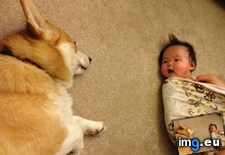 Tags: corgi, counseli, daughter, depressed, lie, likes, month, old, psychiatrist (Pict. in My r/AWW favs)