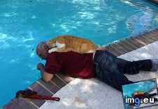 Tags: but, cat, dad, fixing, likes, loves, pool, you (Pict. in My r/AWW favs)