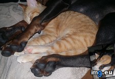 Tags: doberman, kitten, rescue, sleep (Pict. in My r/AWW favs)