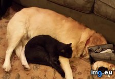 Tags: cat, dog, sleep (Pict. in My r/AWW favs)