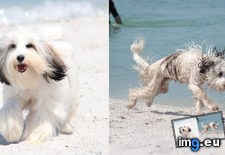 Tags: beach, beautiful, dog, easy, hideous, one, step (Pict. in My r/AWW favs)