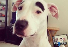 Tags: dog, eyebrows (Pict. in My r/AWW favs)