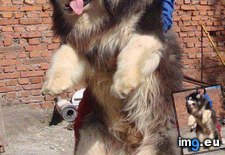 Tags: dog, favorite, mastiff, tibetan (Pict. in My r/AWW favs)