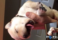 Tags: favorite, guy, littler, puppy, sleepy, was (Pict. in My r/AWW favs)