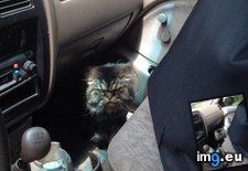 Tags: car, friend, furious, lurking, wizard (Pict. in My r/AWW favs)