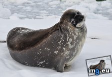 Tags: antarctica, captain, cute, friend, friends, laurence, maritime, research (Pict. in My r/AWW favs)