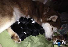 Tags: friend, had, husky, night, puppies (Pict. in My r/AWW favs)